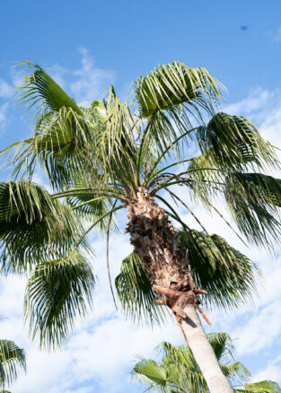 {{brizy_dc_image_alt imageSrc=