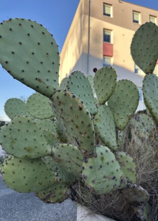 {{brizy_dc_image_alt imageSrc=